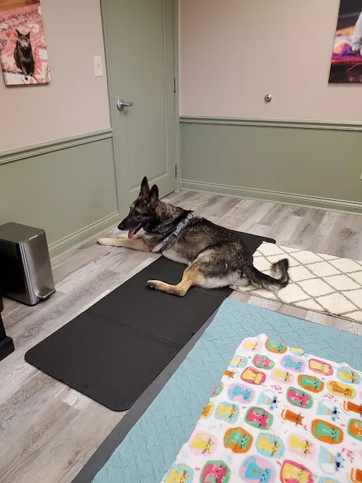 Dr. Jo's Pet Wellness and Acupuncture Picture 7