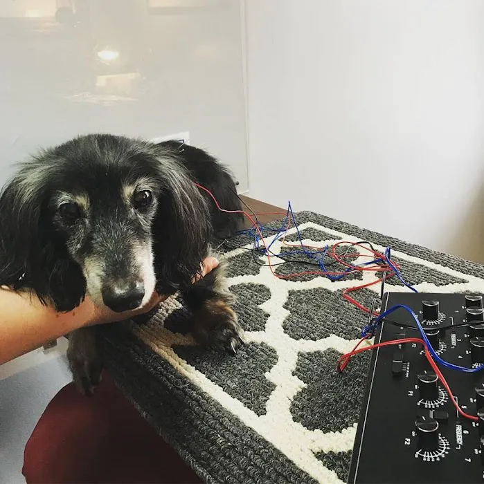 Dr. Jo's Pet Wellness and Acupuncture Picture 3