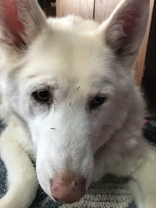 Dr. Jo's Pet Wellness and Acupuncture Picture 4
