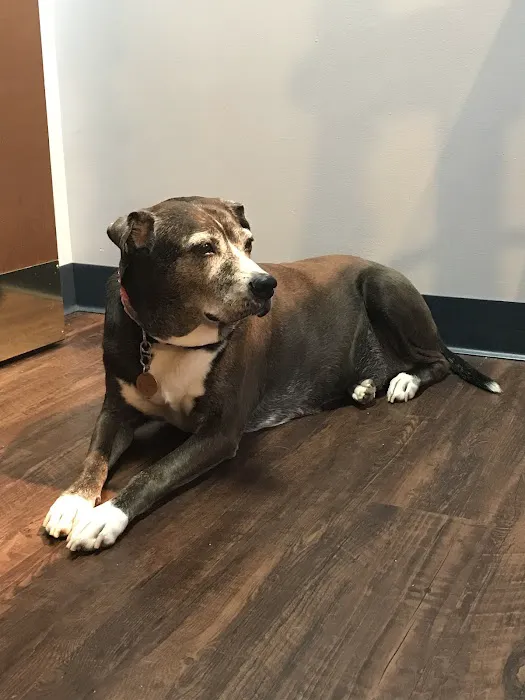 Dr. Jo's Pet Wellness and Acupuncture Picture 9