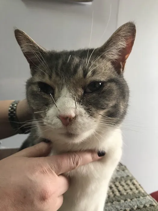 Dr. Jo's Pet Wellness and Acupuncture Picture 10
