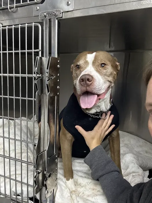 Animal Clinic of Troy Picture 1