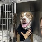 Animal Clinic of Troy