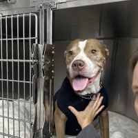 Animal Clinic of Troy ico