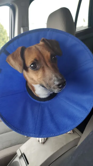 Animal Clinic of Troy Picture 5