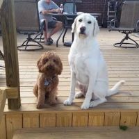 Troy Animal Hospital ico