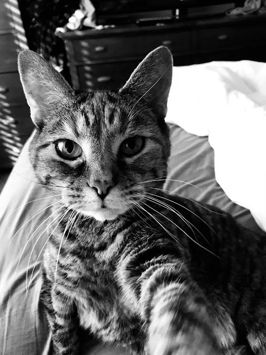 Troy Animal Hospital Picture 5
