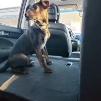 West Milton Veterinary Clinic ico