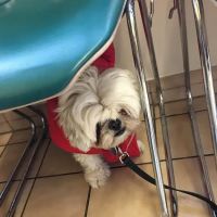 Shiloh Animal Hospital ico
