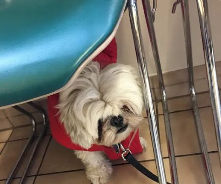 Shiloh Animal Hospital