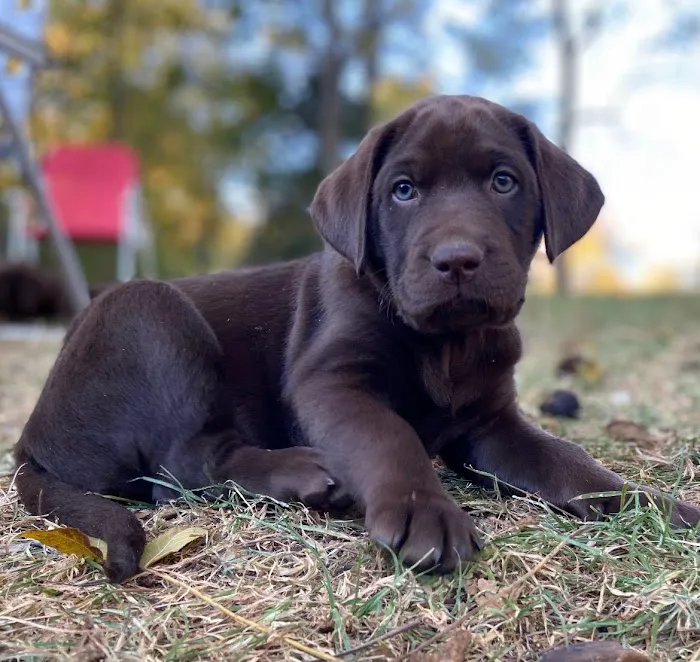 Shiloh Animal Hospital Picture 10