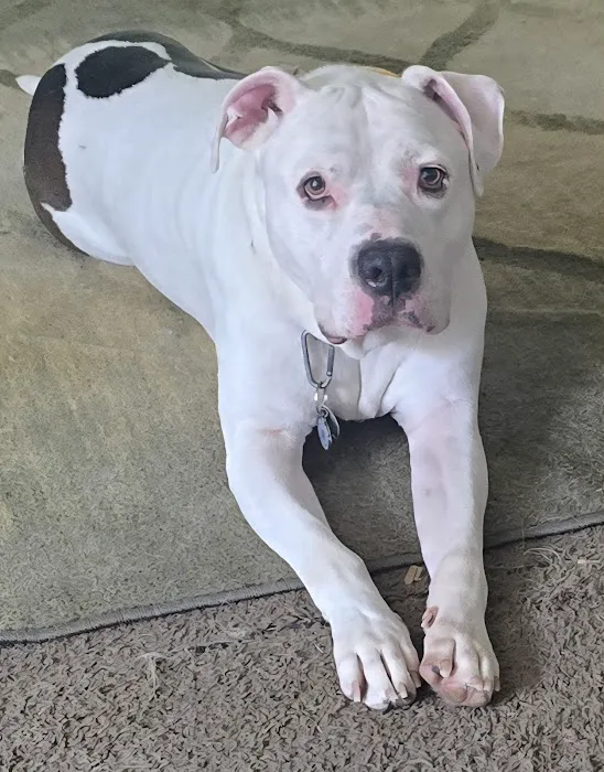 Shiloh Animal Hospital Picture 9