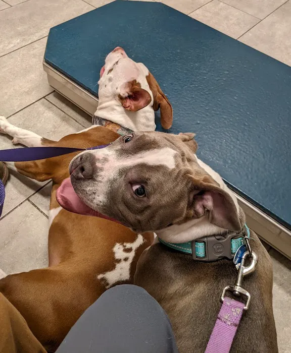 North Main Animal Clinic Picture 4