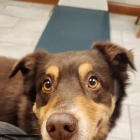 North Main Animal Clinic ico
