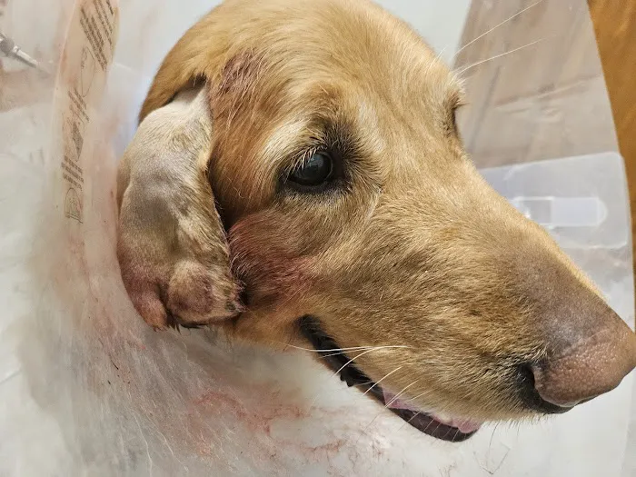 North Main Animal Clinic Picture 9