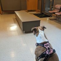 Northmont Animal Clinic ico