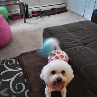 Five Oaks Mobile Pet Clinic ico