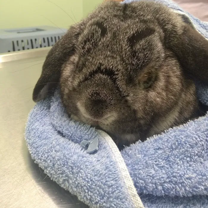 Green Valley Veterinary Care Picture 2