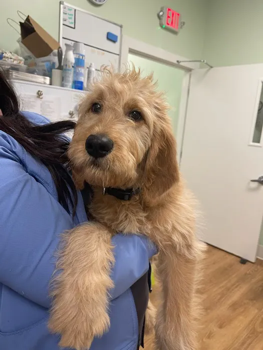 Green Valley Veterinary Care Picture 1