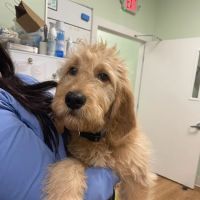 Green Valley Veterinary Care ico