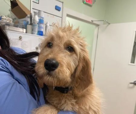 Green Valley Veterinary Care