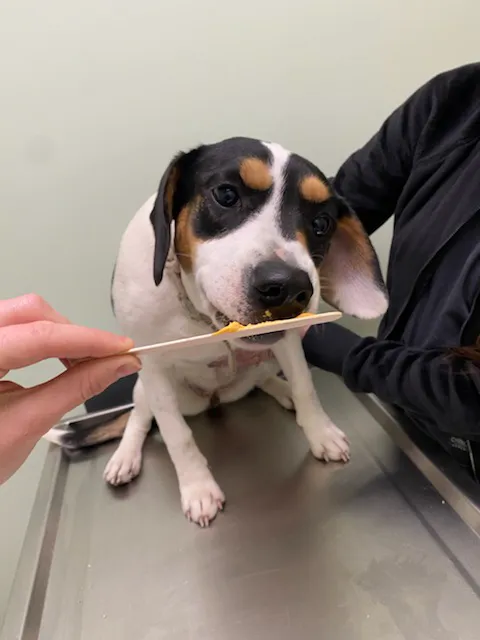 Green Valley Veterinary Care Picture 4