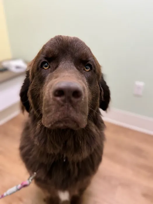 Green Valley Veterinary Care Picture 6