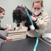 Tri-County Veterinary Services: Mack Andy DVM ico