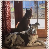 Tri-County Veterinary Service ico
