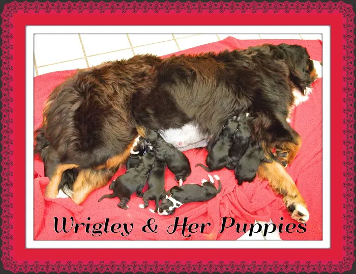 Tri-County Veterinary Service Picture 8