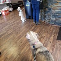 Printz Veterinary Services ico