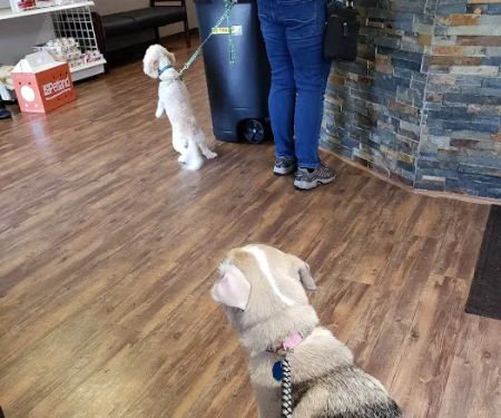 Printz Veterinary Services