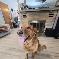 Happy Paws and Claws ico