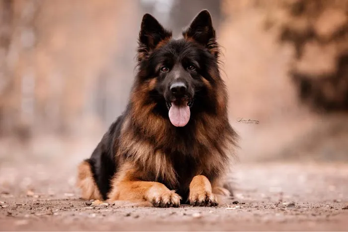 Breed All About It. LLC Picture 1
