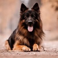 Breed All About It. LLC ico