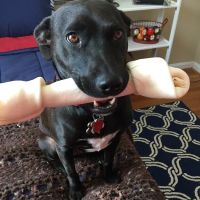 Pleasant Ridge Pet Hospital ico
