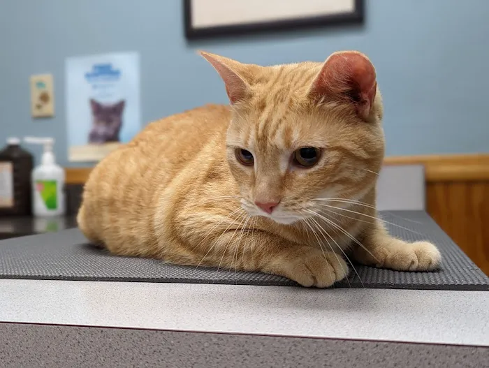 Pleasant Ridge Pet Hospital Picture 5