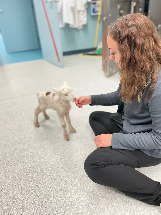 Eastside Animal Hospital and Urgent Care Picture 1