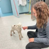 Eastside Animal Hospital and Urgent Care ico