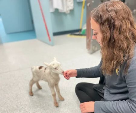 Eastside Animal Hospital and Urgent Care