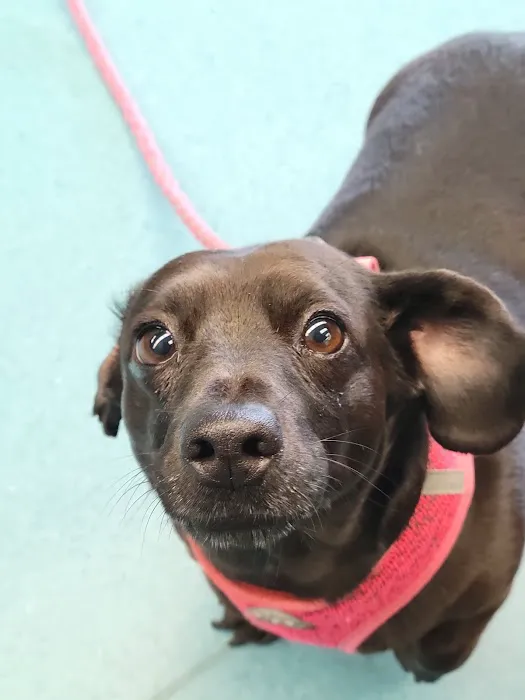 Eastside Animal Hospital and Urgent Care Picture 7