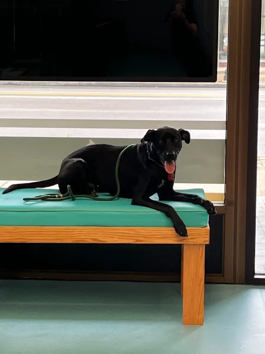 Eastside Animal Hospital and Urgent Care Picture 8