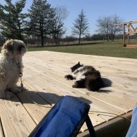 Farmersville Veterinary ico