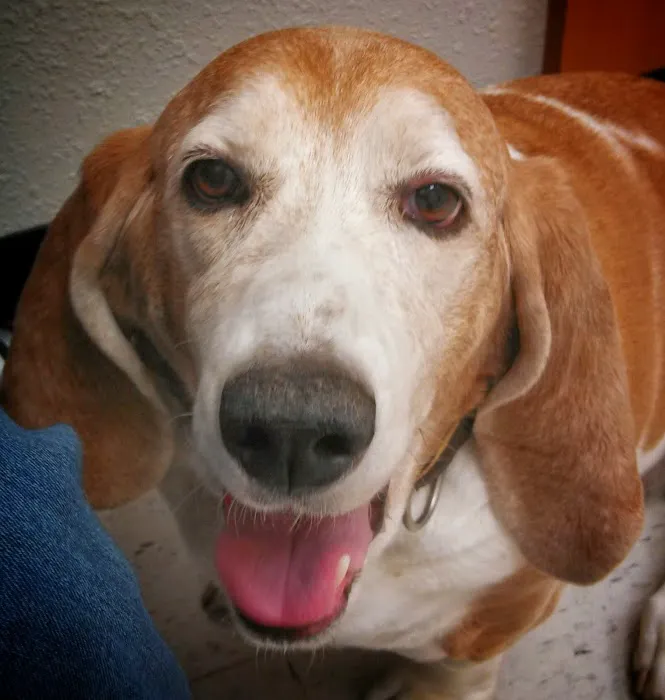 Banfield Pet Hospital Picture 2