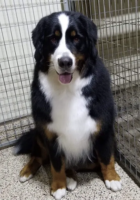 Brookside Animal Hospital Picture 8