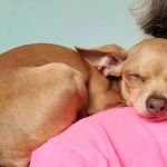 Brookside Animal Hospital