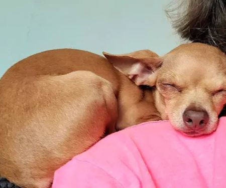 Brookside Animal Hospital