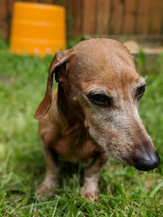Brookside Animal Hospital Picture 10