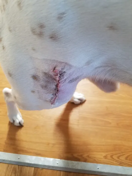 West Side Animal Clinic Picture 10
