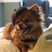 Dixie Animal Clinic ico